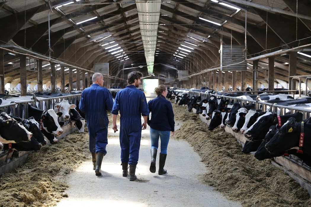 Los lactoreemplazantes de Sprayfo® le benefician al productor y a su ganado al ofrecerle:
