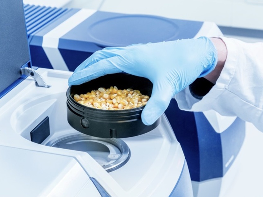 lechones Evaluando la calidad de las materias primas