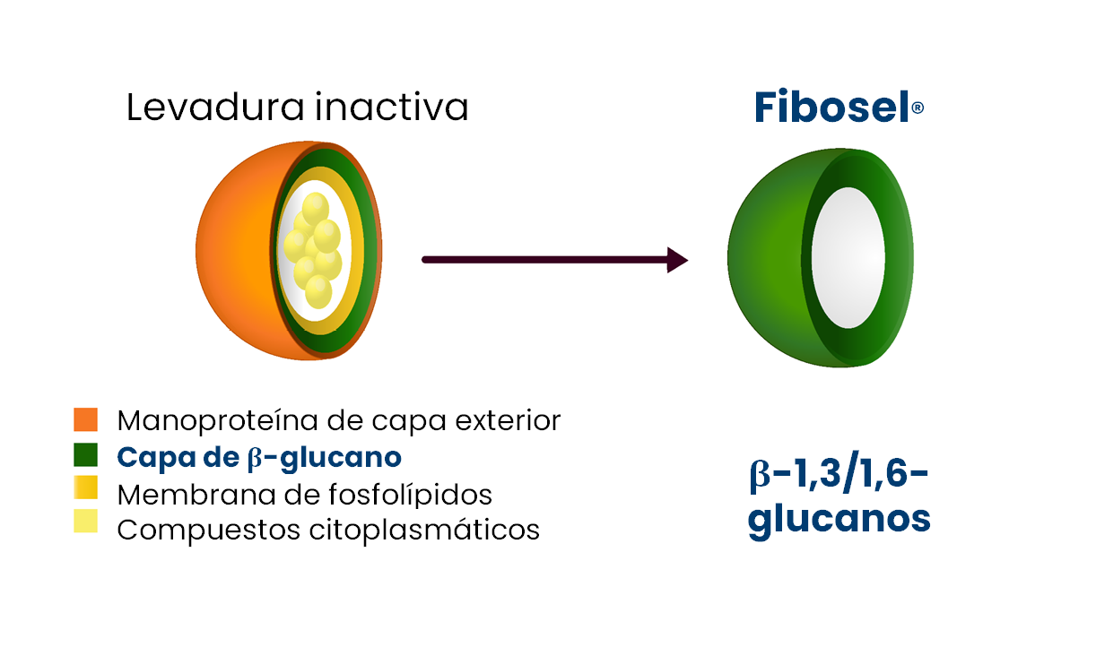 betaglucanos altamente expuestos y activados