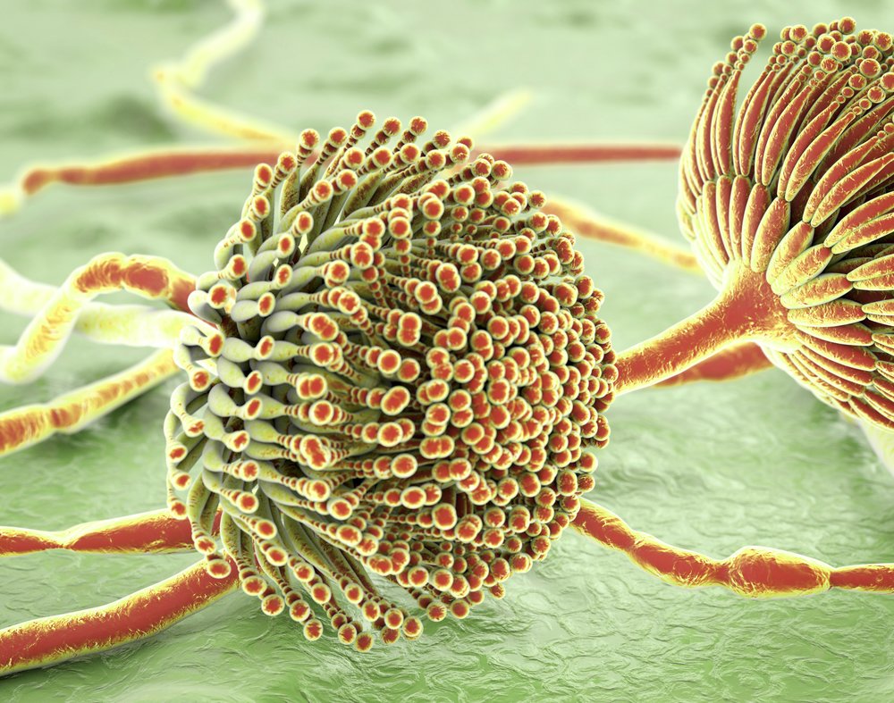 Control de Micotoxinas