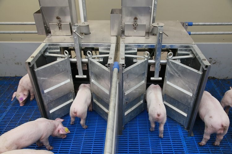 Centro de Investigación Porcina, Países Bajos