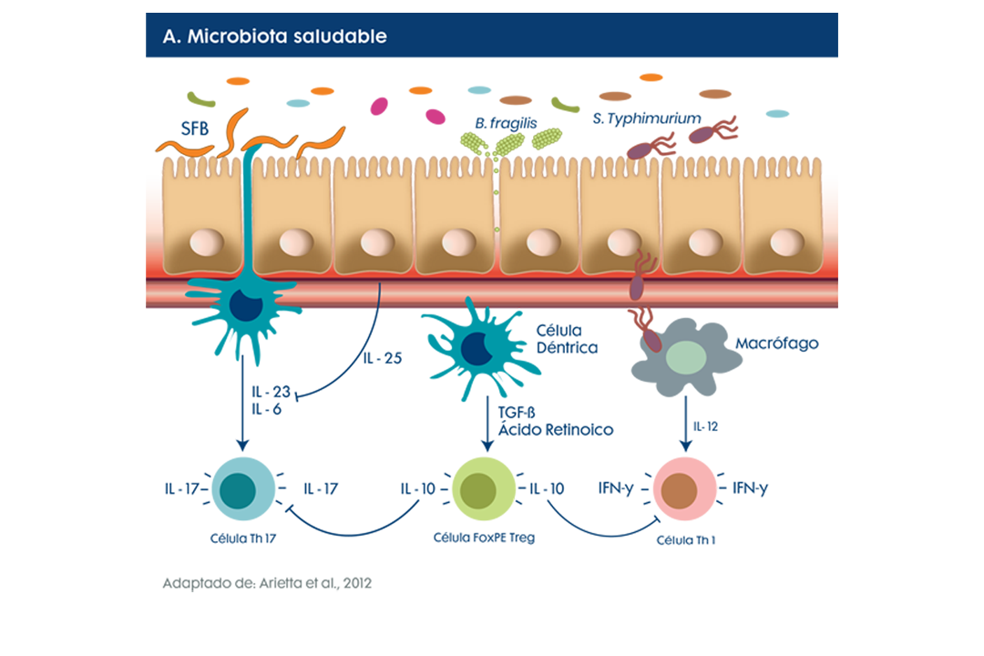 A. Microbiota Saludable