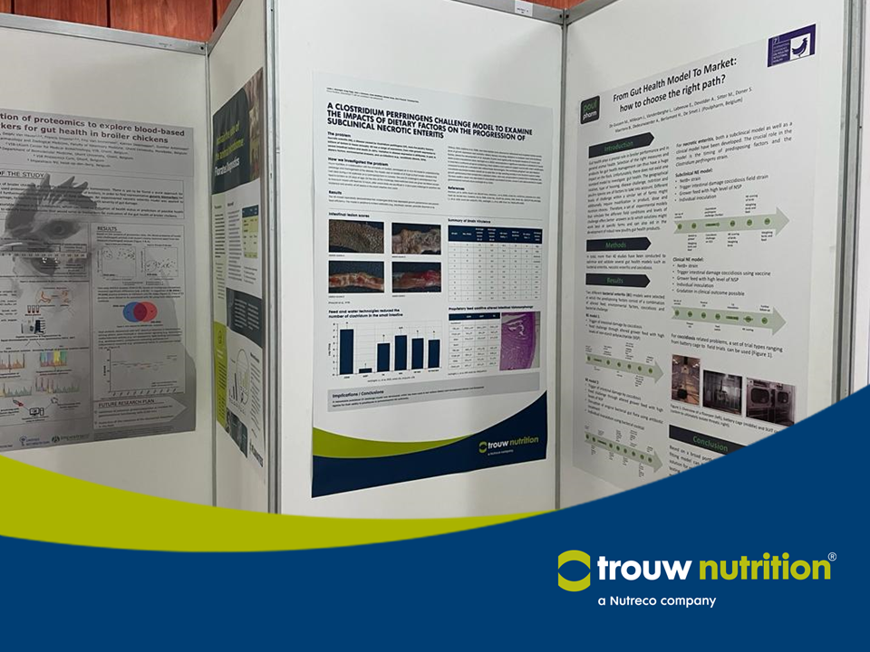 IHISIG 2022- Un modelo para el desafío de Clostridium perfringens para evaluar los impactos de factores nutricionales en la progresión de la enteritis necrótica subclínica