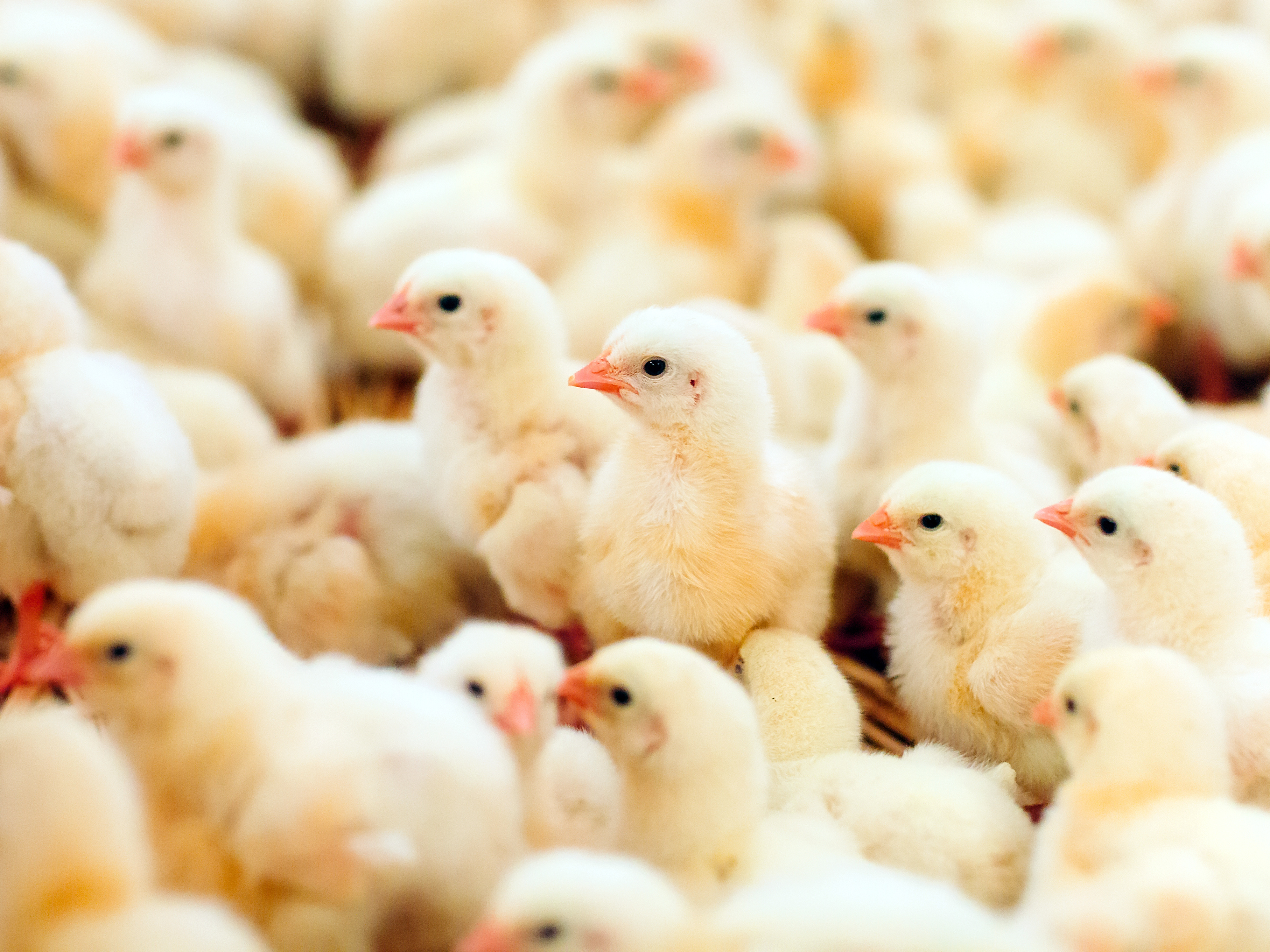 Pollitos de Pollo de Engorde Lifestart