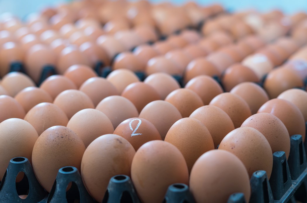 Calidad de los huevos de las gallinas ponedoras