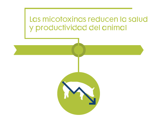 Las micotoxinas reducen la salud y productividad del animal