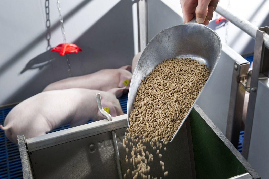 Garantizando la calidad de los ingredientes