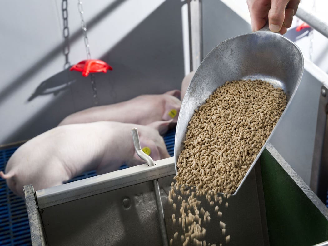 Inocuidad del alimento balanceado