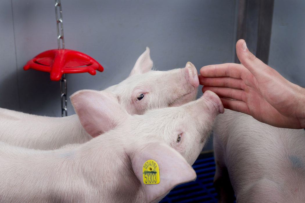 La nutrición adecuada para un buen desempeño de los lechones