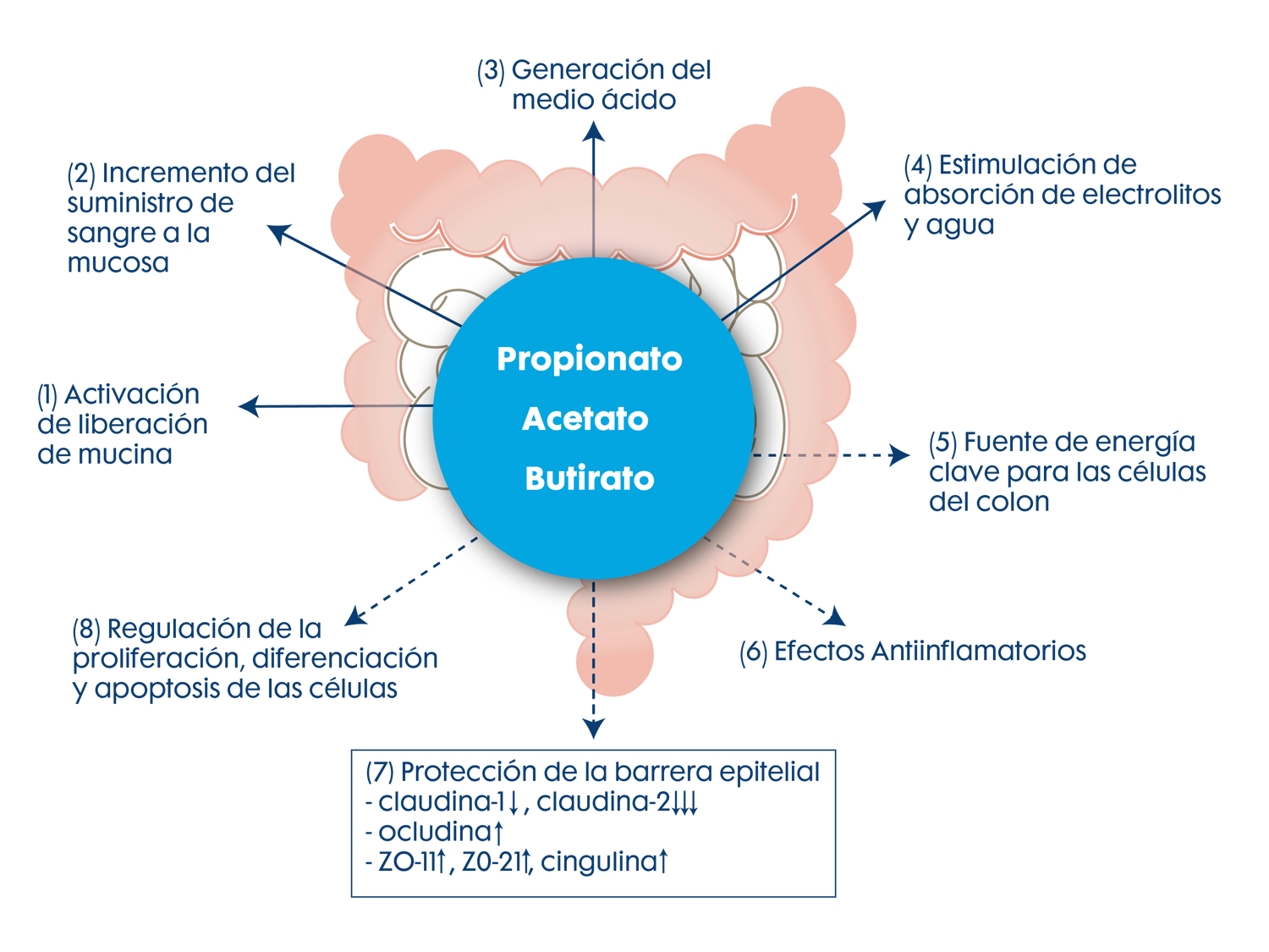 Figura 7. Beneficios del butirato