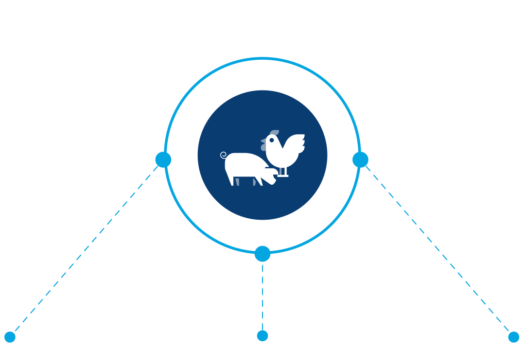 Estrategias principales del programa
