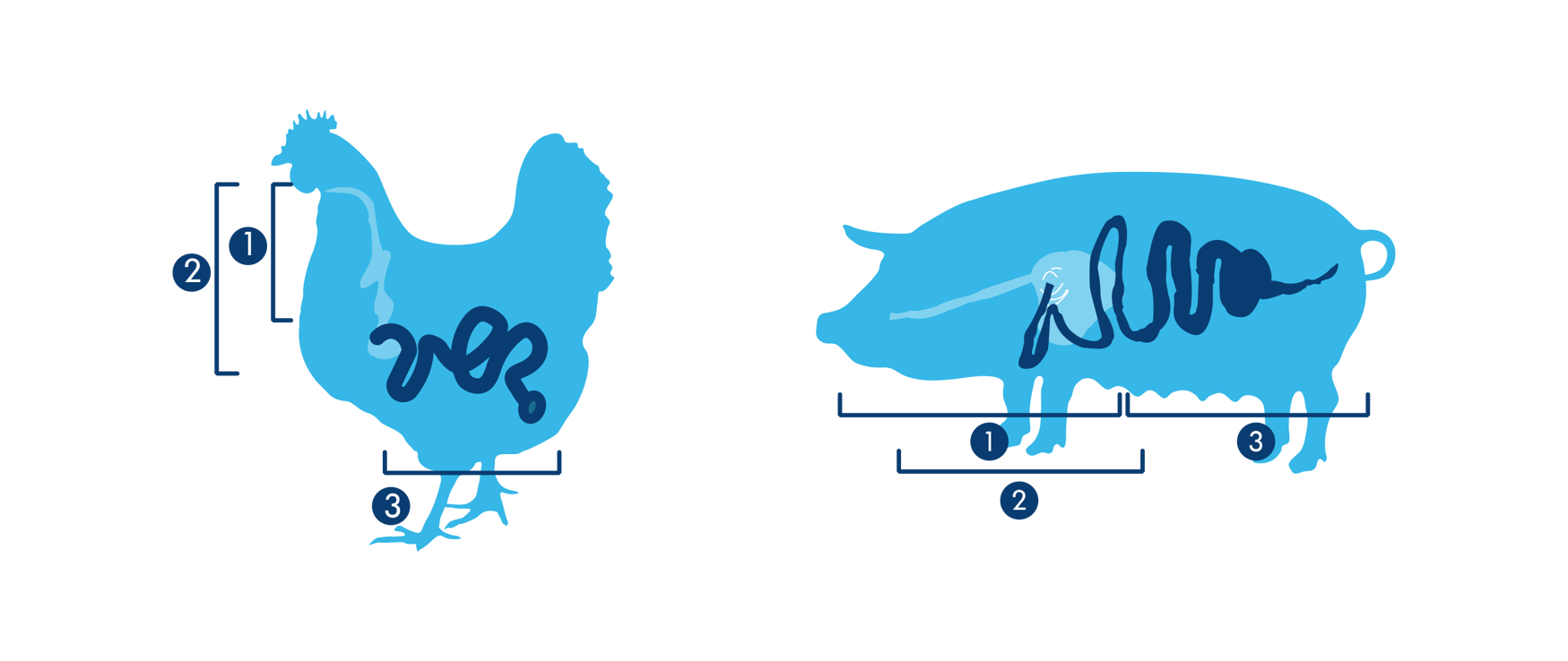 Implementación de Productos Control de Salmonella