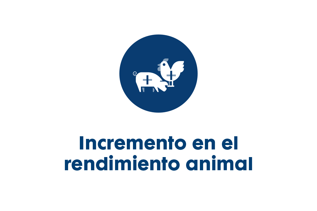 Incremento en el rendimiento animal